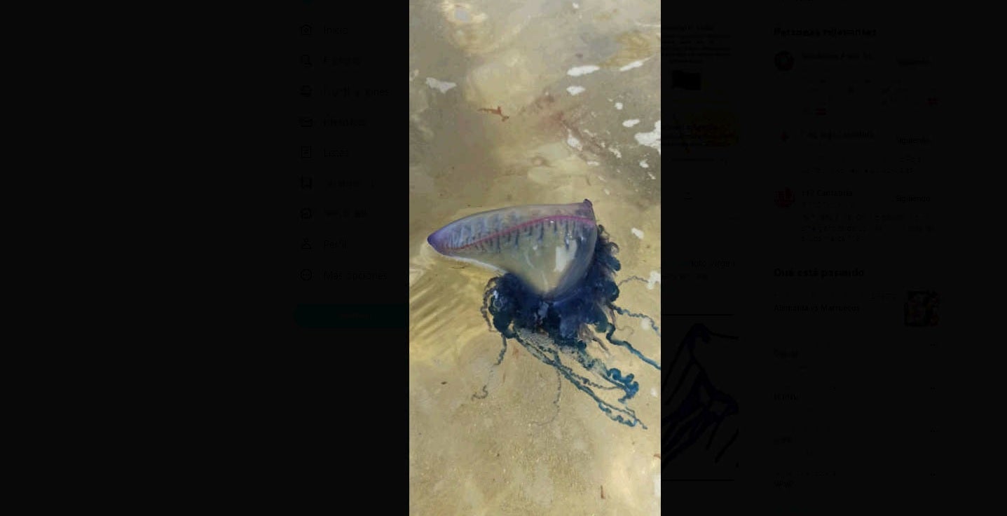 Las carabelas portuguesas se dejan ver en las playas de Cantabria Las carabelas portuguesas se dejan ver en las playas de Cantabria