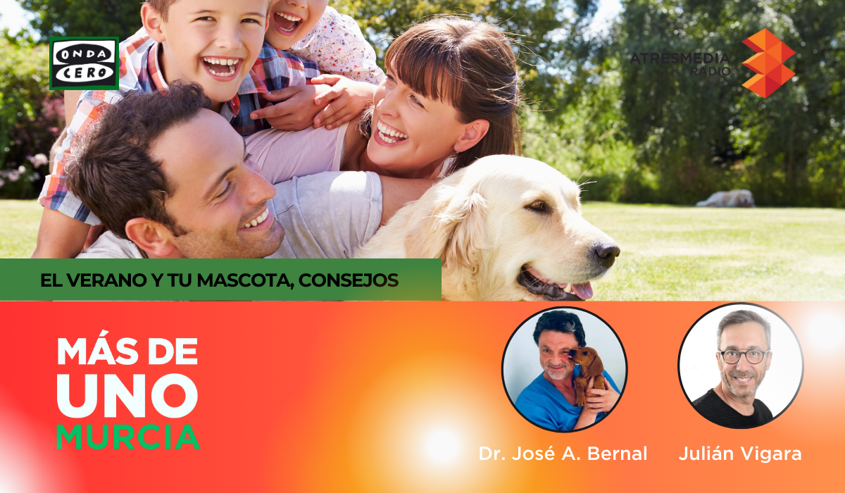El calor, ¿de qué manera afecta a los perros? El calor, ¿de qué manera afecta a los perros?
