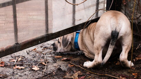 Perros 'escapistas': un buen adiestramiento de base es fundamental para evitar estos comportamientos peligrosos