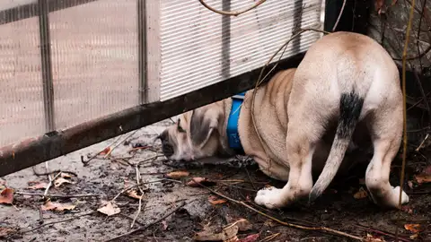 Perros 'escapistas': un buen adiestramiento de base es fundamental para evitar estos comportamientos peligrosos Perros 'escapistas': un buen adiestramiento de base es fundamental para evitar estos comportamientos peligrosos
