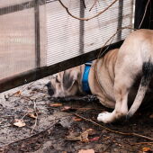 Perros 'escapistas': un buen adiestramiento de base es fundamental para evitar estos comportamientos peligrosos