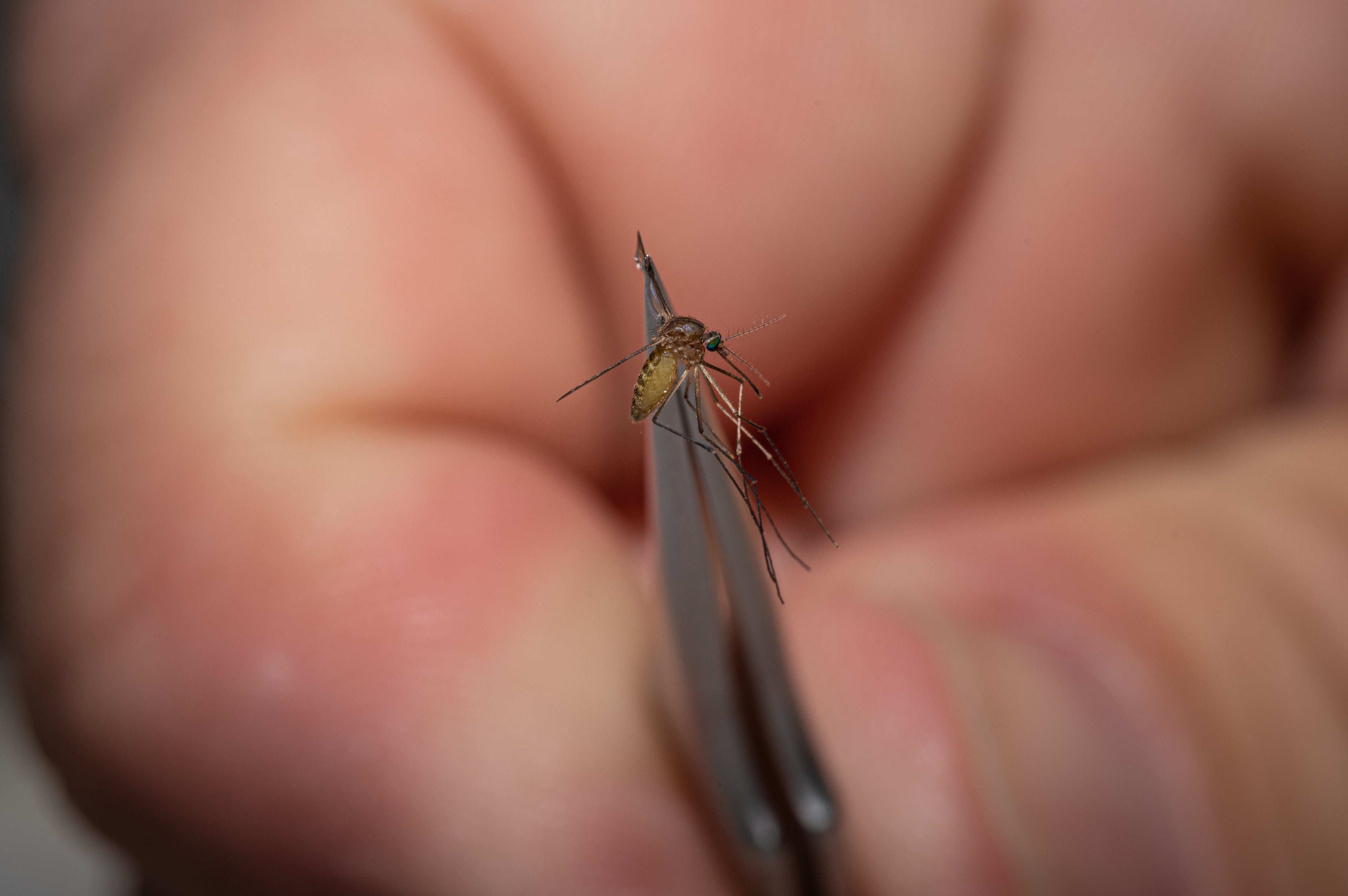 Aumenta la cantidad de mosquitos potencialmente transmisores del virus del Nilo en Andalucía Aumenta la cantidad de mosquitos potencialmente transmisores del virus del Nilo en Andalucía