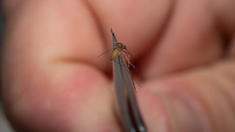 Mosquitos