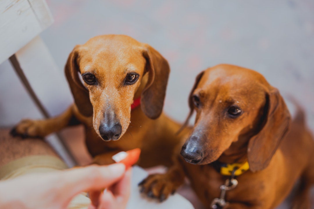 Ley animal: dónde y cómo se imparte el curso de responsabilidad civil para tener perro Ley animal: dónde y cómo se imparte el curso de responsabilidad civil para tener perro