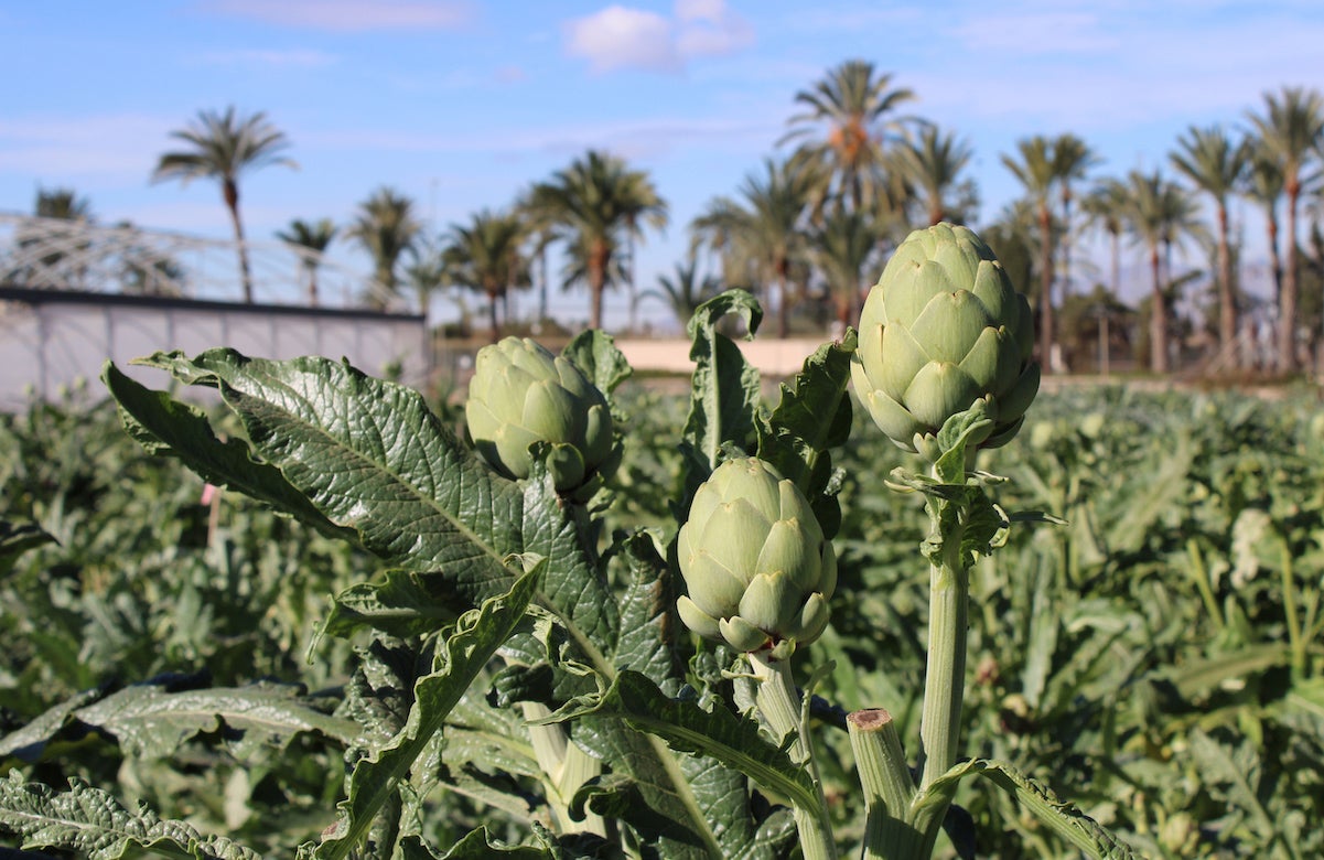 Investigan a un agricultor de Vinaroz por producir de forma fraudulenta alcachofa “Green Queen” Investigan a un agricultor de Vinaroz por producir de forma fraudulenta alcachofa “Green Queen”