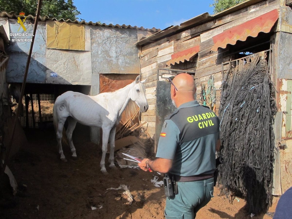 La Guardia Civil denuncia a un propieterio de unos caballos por tenerlos en evidente estado de desnutrición La Guardia Civil denuncia a un propieterio de unos caballos por tenerlos en evidente estado de desnutrición