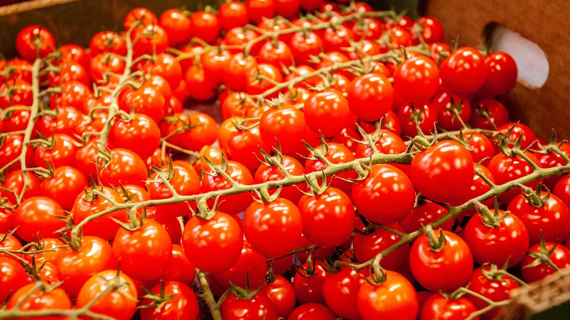Imagen de archivo de tomates cherry.