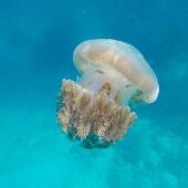 Medusa similar a la encontrada en Alicante