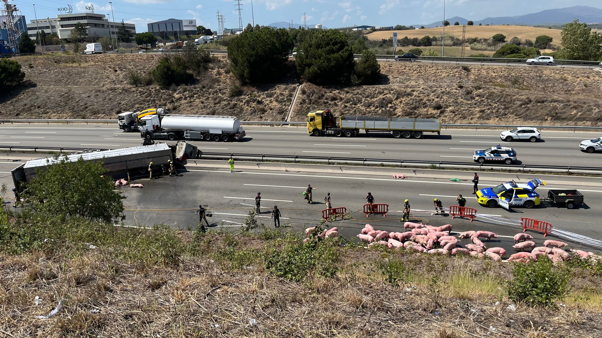 Un accidente de un camión cargado de cerdos paraliza la AP-7 en Barcelona Un accidente de un camión cargado de cerdos paraliza la AP-7 en Barcelona