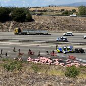 Un accidente de un camión cargado de cerdos paraliza la AP-7 en Barcelona