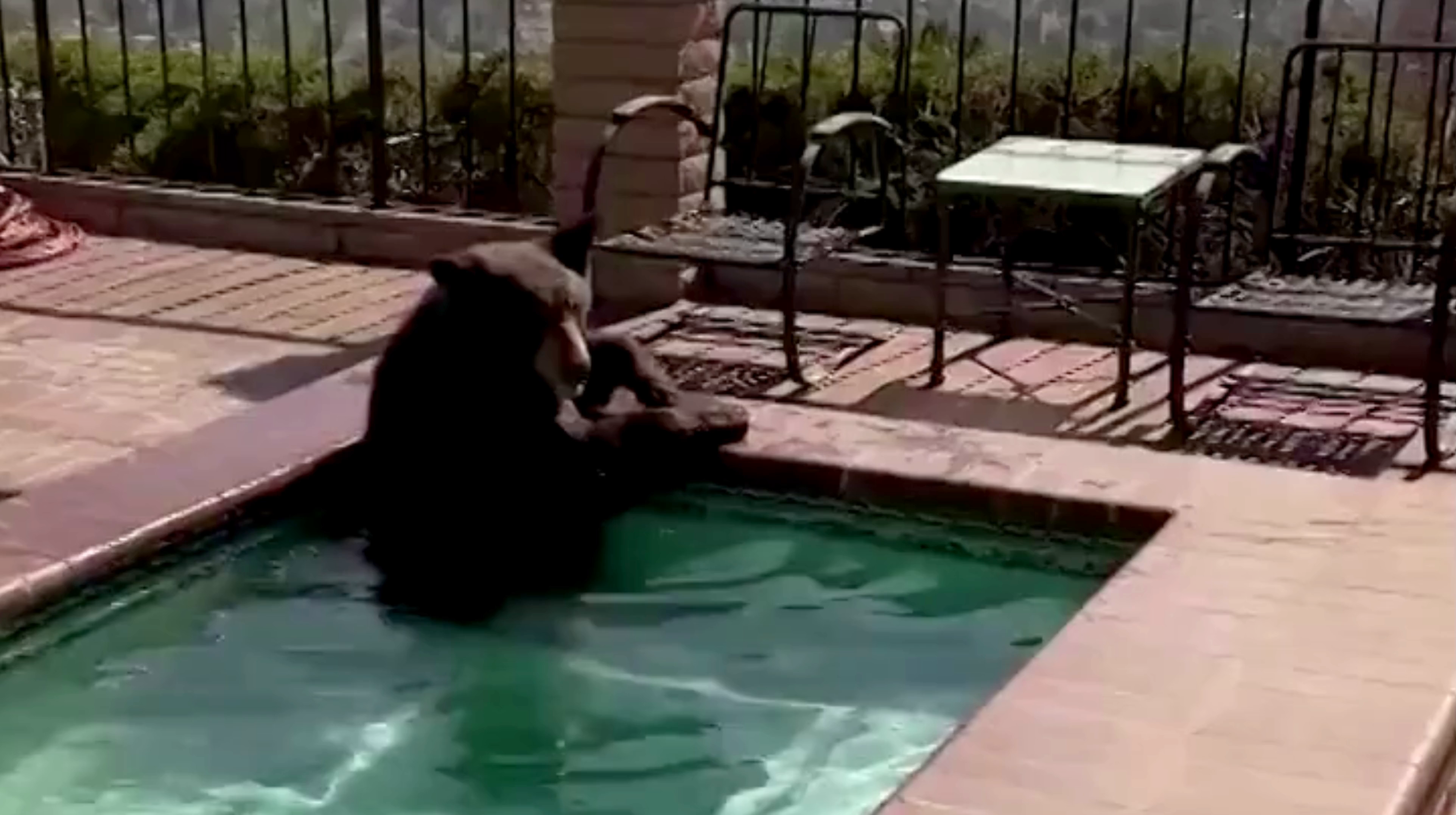 Un oso se cuela en el Jacuzzi de una casa huyendo de la ola de calor Un oso se cuela en el Jacuzzi de una casa huyendo de la ola de calor