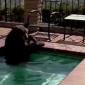 Un oso se cuela en el Jacuzzi de una casa huyendo de la ola de calor