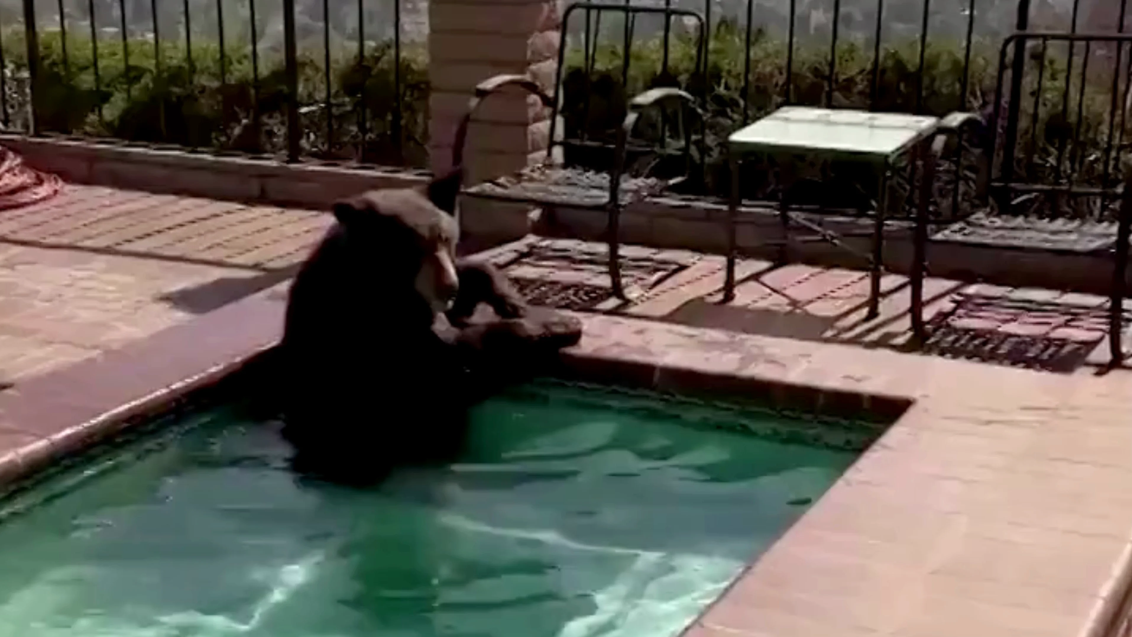 Un oso se cuela en el Jacuzzi de una casa huyendo de la ola de calor Un oso se cuela en el Jacuzzi de una casa huyendo de la ola de calor