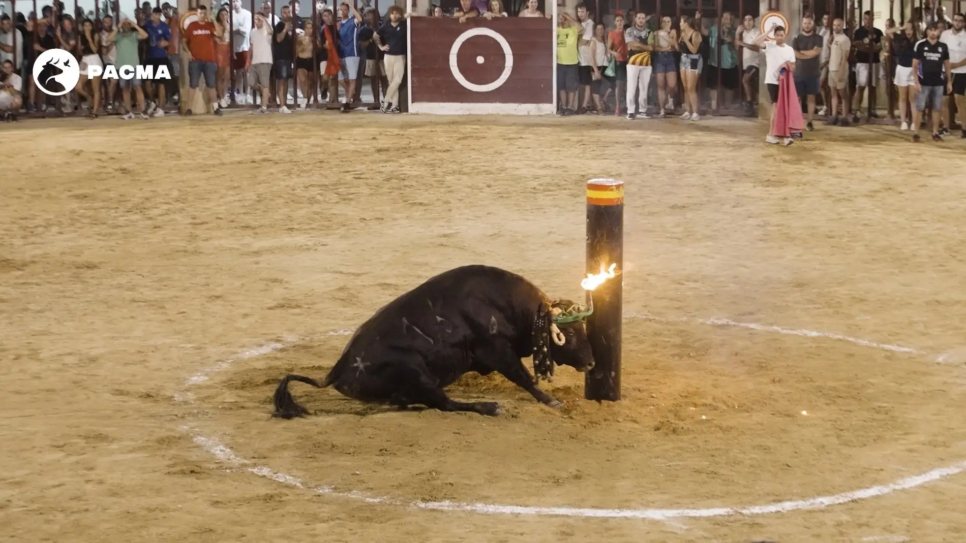 PACMA denuncia la caída de un toro tras chocar contra un toril en un concurso de emboladores en Oropesa