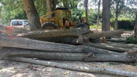 Apeo de la chopera de Valdemembrillo en Campo Real 
