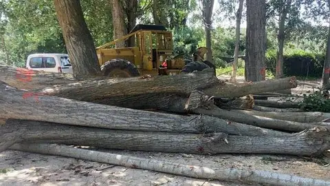 La Comunidad de Madrid realiza en apeo de la chopera de Valdemembrillo en Campo Real por el mal estado de sus 67 ejemplares Apeo de la chopera de Valdemembrillo en Campo Real