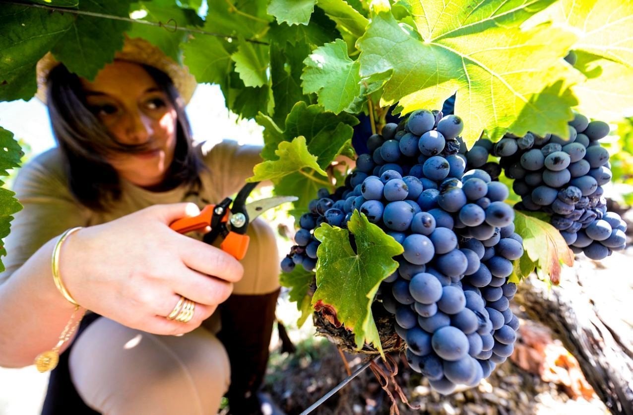 Exitosas vendimas nas 4 denominacións de orixe de Ourense Exitosas vendimas nas 4 denominacións de orixe de Ourense