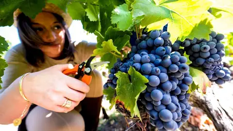 Amigos de Galicia vendimia Amigos de Galicia vendimia