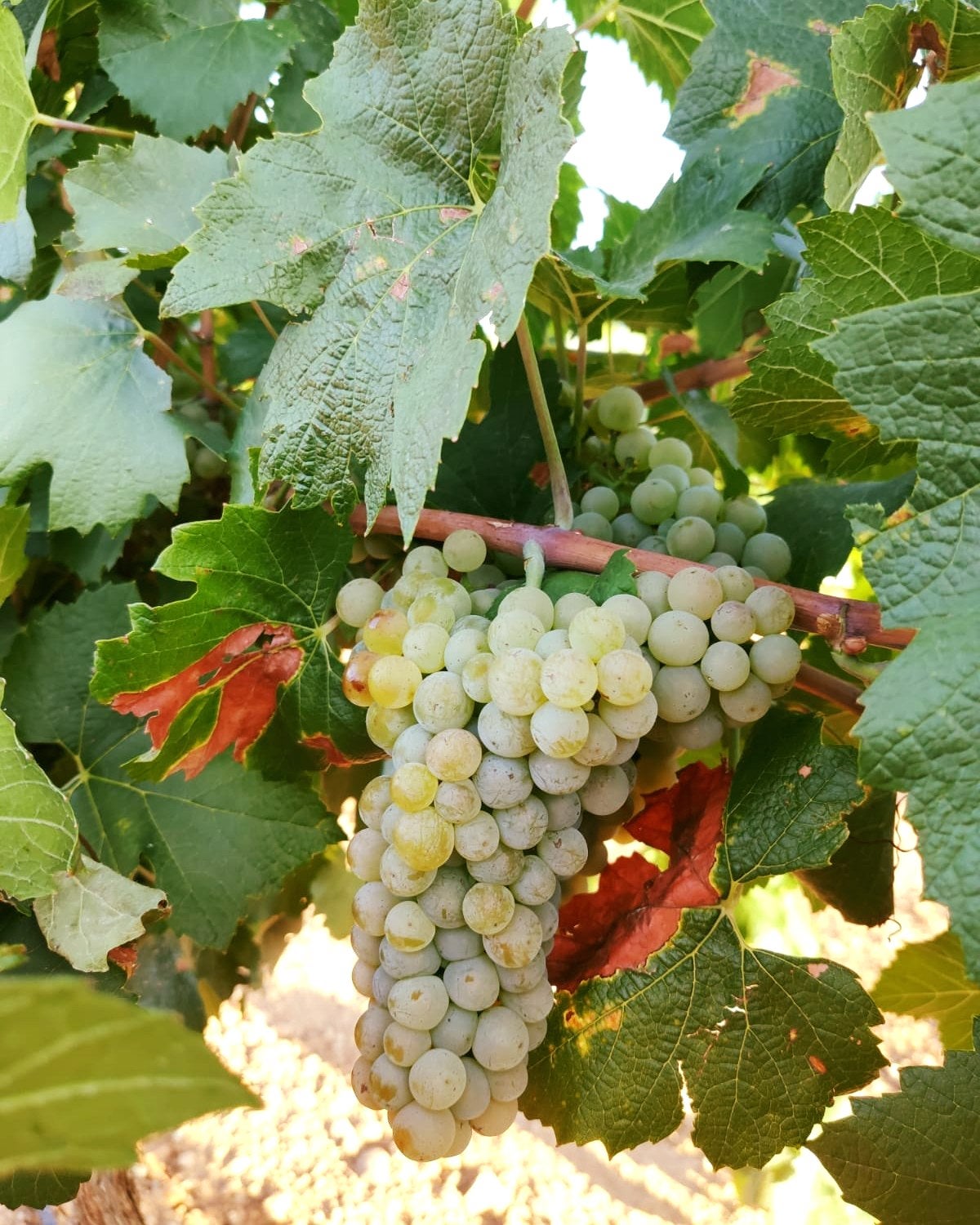 En la provincia de Ciudad Real empieza la vendimia de las variedades tempranas de la DO La Mancha En la provincia de Ciudad Real empieza la vendimia de las variedades tempranas de la DO La Mancha