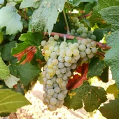 Variedad chardonnay DO La Mancha Variedad chardonnay DO La Mancha