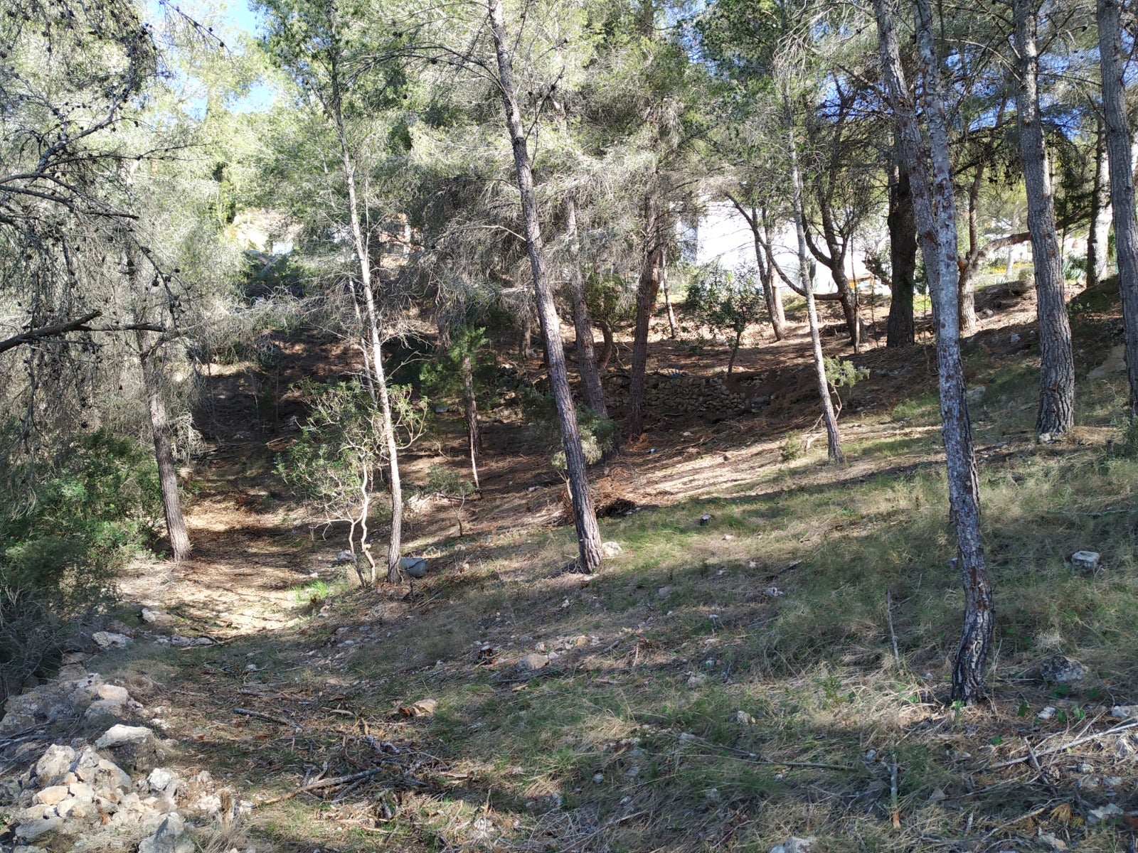 Santa Eulària lanza la cuarta edición de las ayudas para la creación de fajas de autoprotección contra incendios Santa Eulària lanza la cuarta edición de las ayudas para la creación de fajas de autoprotección contra incendios
