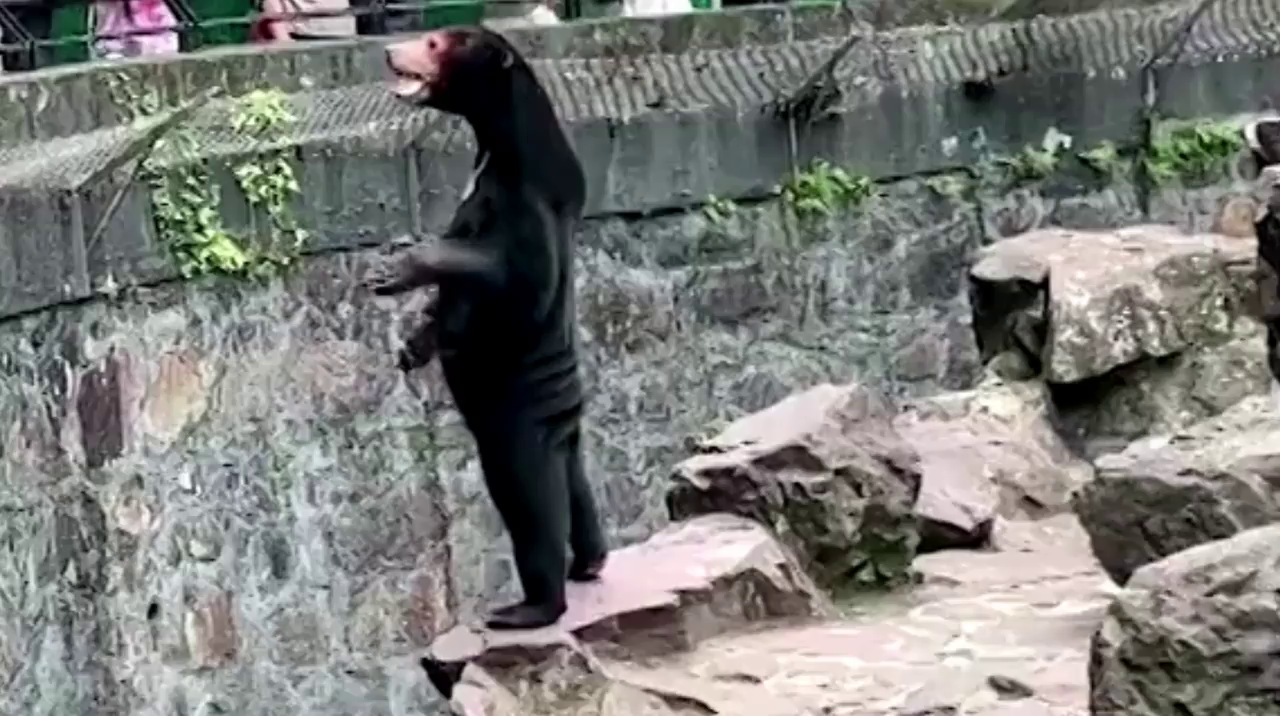 ¿Un oso o un hombre disfrazado? Acusan a un zoo de China de tener animales de mentira ¿Un oso o un hombre disfrazado? Acusan a un zoo de China de tener animales de mentira