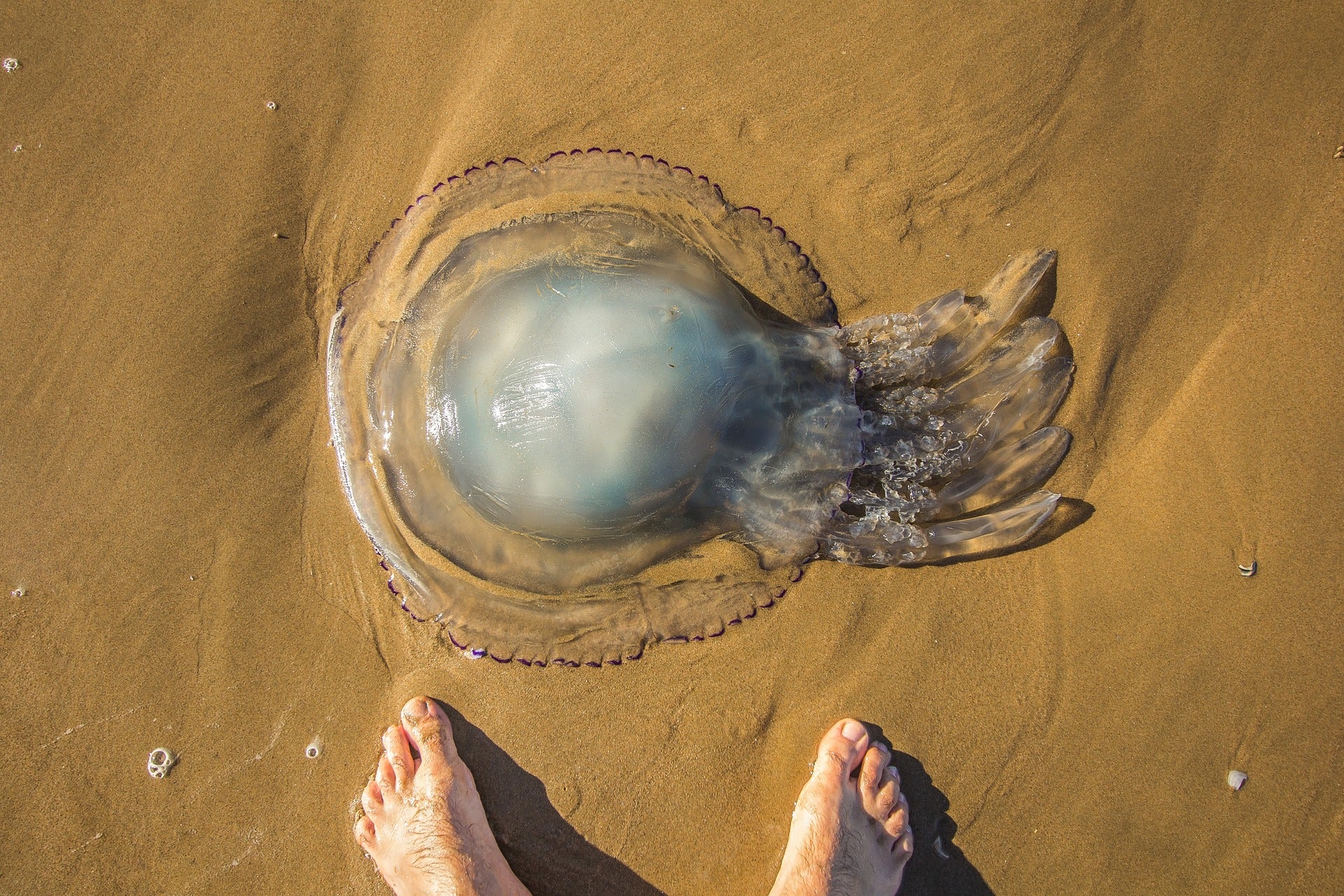 Esta es la app para ver en qué playa de España hay más medusas en cada momento Esta es la app para ver en qué playa de España hay más medusas en cada momento