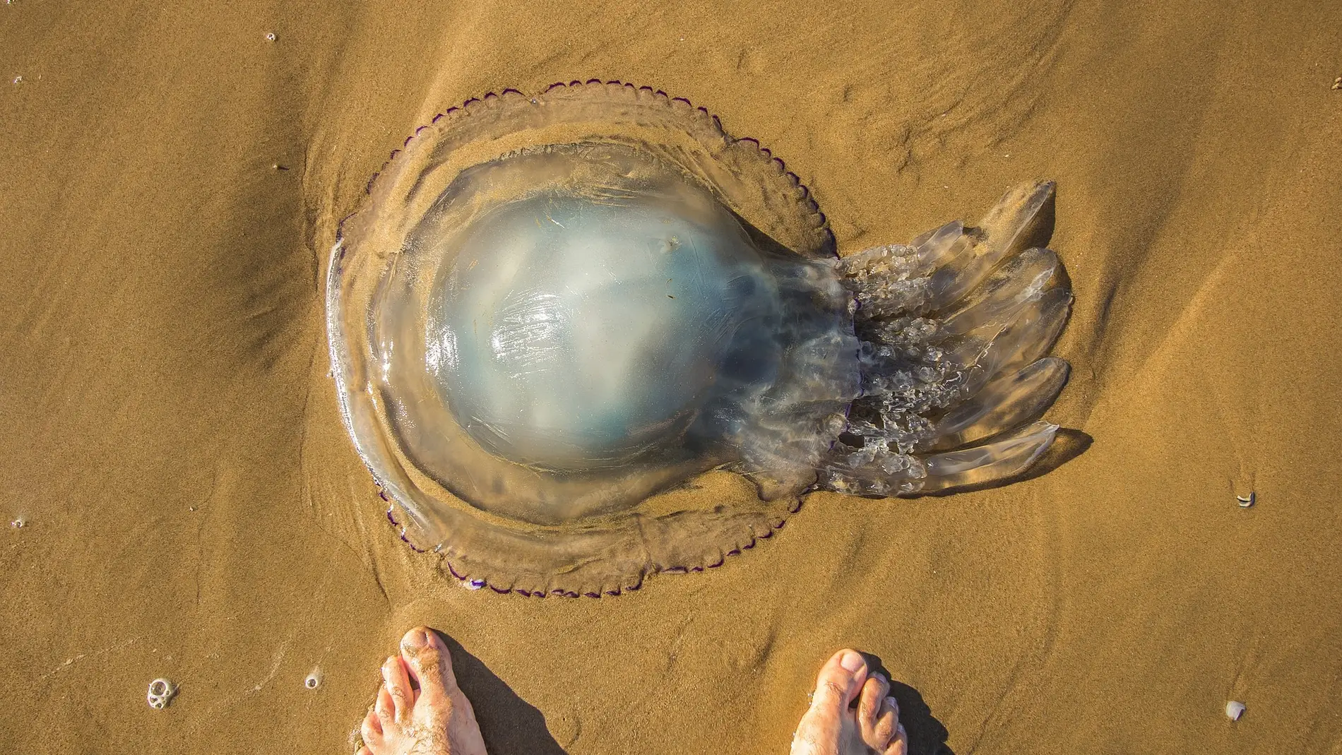 Medusa en la playa