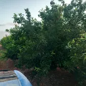 citricos la unio citricos la unio
