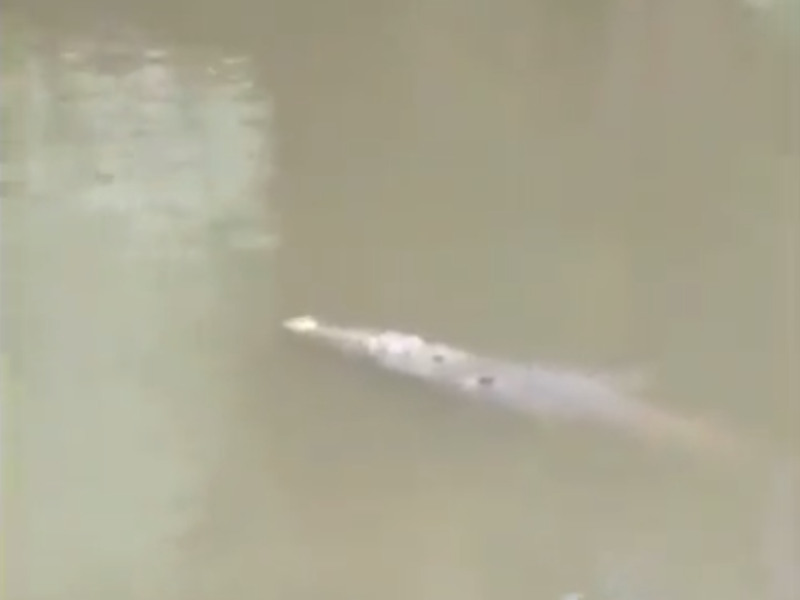 Muere un futbolista en Costa Rica devorado por un cocodrilo Muere un futbolista en Costa Rica devorado por un cocodrilo