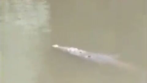 Muere un futbolista en Costa Rica devorado por un cocodrilo