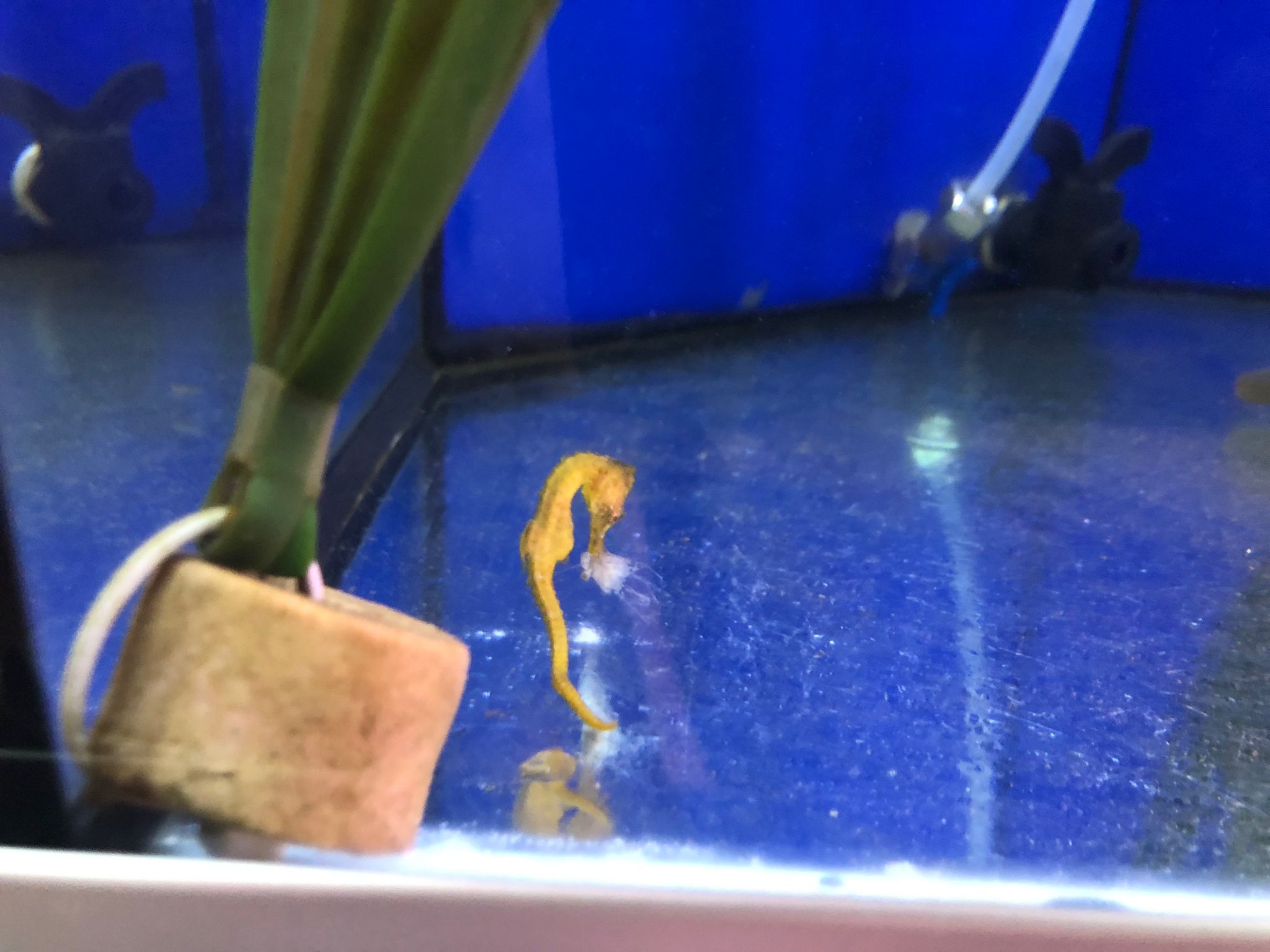 221 caballitos de mar se han liberado al mar en Pollença gracias al proyecto de conservación 'Cavallets de mar balears' 221 caballitos de mar se han liberado al mar en Pollença gracias al proyecto de conservación 'Cavallets de mar balears'