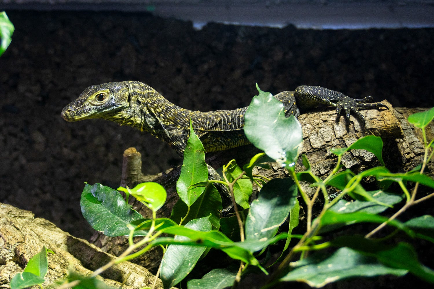 Las crías de dragón de Komodo nacidas en BIOPARC Fuengirola cumplen seis meses Las crías de dragón de Komodo nacidas en BIOPARC Fuengirola cumplen seis meses