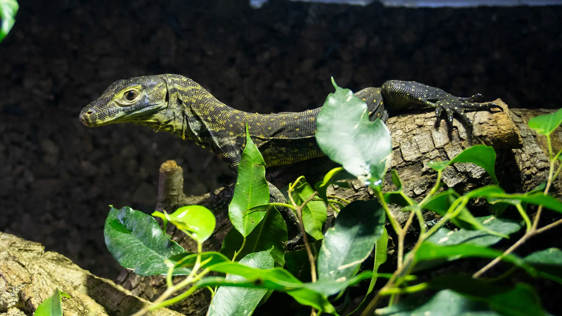 Las crías de dragón de Komodo nacidas en BIOPARC Fuengirola cumplen seis meses