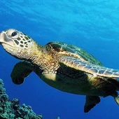 Tortuga Boba Tortuga Boba