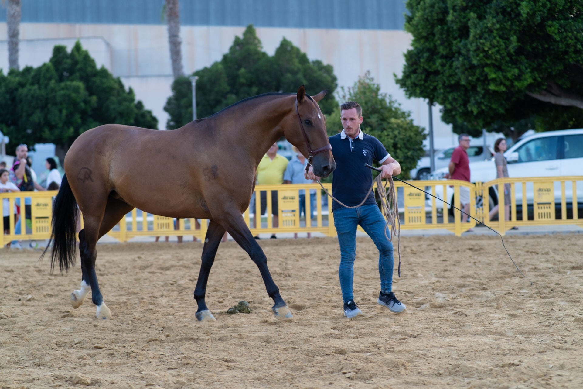 El municipio de Dolores revive este fin de semana su pasado ganadero con FEGADO El municipio de Dolores revive este fin de semana su pasado ganadero con FEGADO