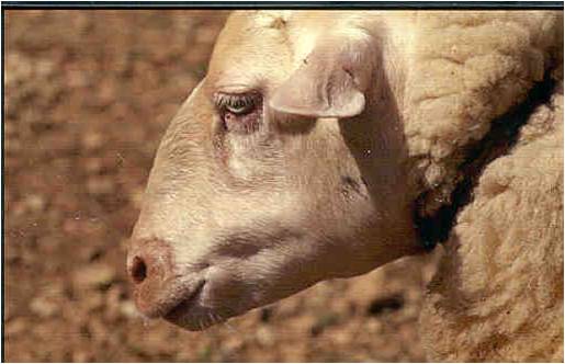 Confirmados casos de 'lengua azul' en una explotación ganadera de Torrenueva Confirmados casos de 'lengua azul' en una explotación ganadera de Torrenueva