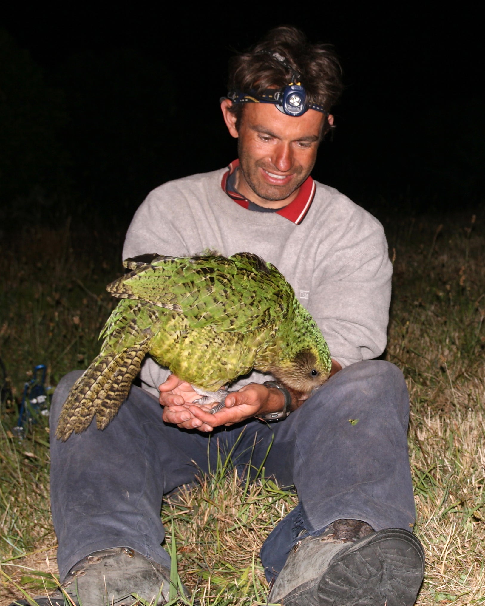Aves en extinción: del kakapo de Nueva Zelanda a los mieleros de Hawaii Aves en extinción: del kakapo de Nueva Zelanda a los mieleros de Hawaii