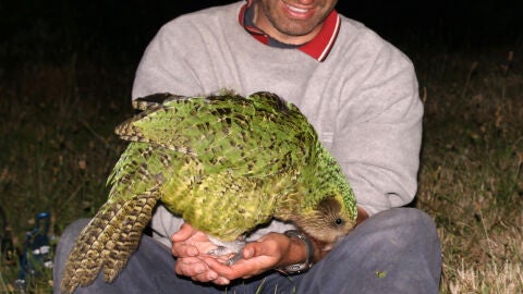 Imagen de un kakapo.