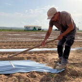 Los principales exportadores de alcachofa instalan un sistema innovador que ahorra hasta un 25% de agua en el cultivo