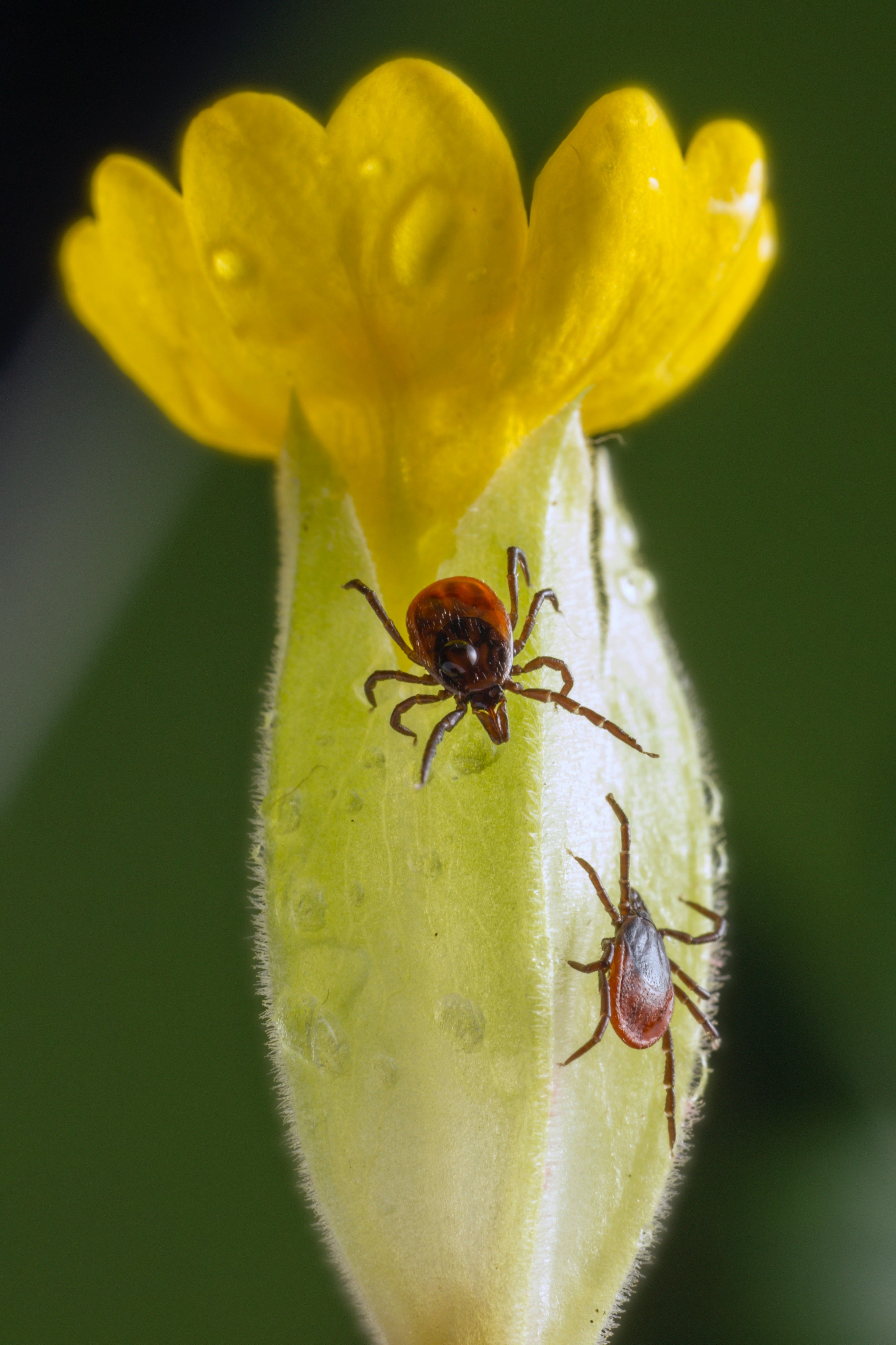 La ola de calor concentra más mosquitos tigre, garrapatas y moscas negras: consejos y medidas contra las picaduras La ola de calor concentra más mosquitos tigre, garrapatas y moscas negras: consejos y medidas contra las picaduras