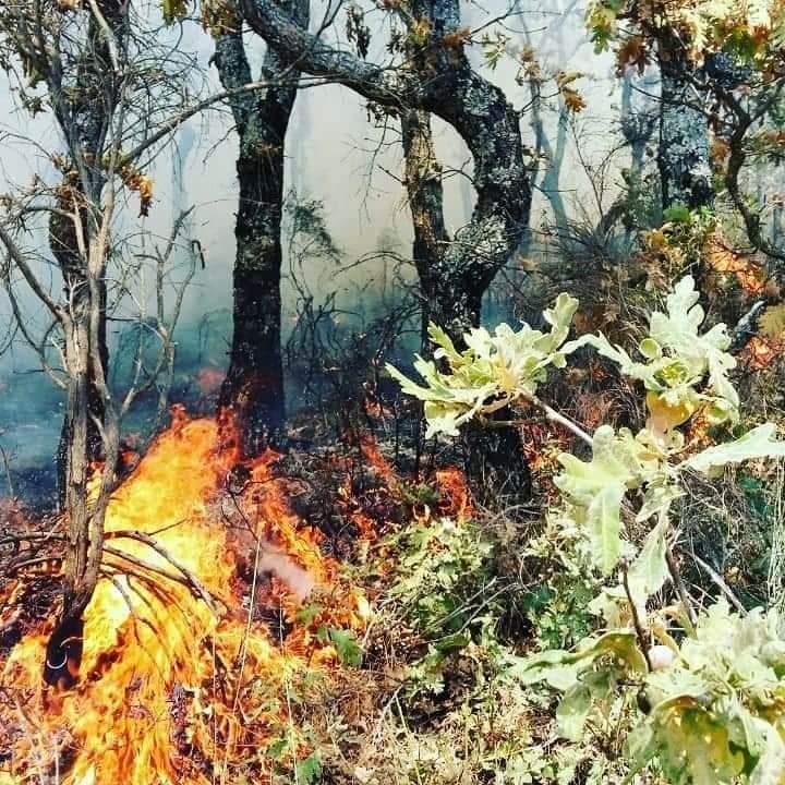 El incendio forestal declarado en Villasbuenas de Gata, en nivel 0 de peligrosidad y con evolución favorable El incendio forestal declarado en Villasbuenas de Gata, en nivel 0 de peligrosidad y con evolución favorable