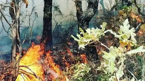 El incendio forestal declarado en Villasbuenas de Gata, en nivel 0 de peligrosidad y con evolución favorable El incendio forestal declarado en Villasbuenas de Gata, en nivel 0 de peligrosidad y con evolución favorable