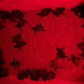 Nacen las primeras 62 tortugas marinas de la temporada en la Comunitat Valenciana 