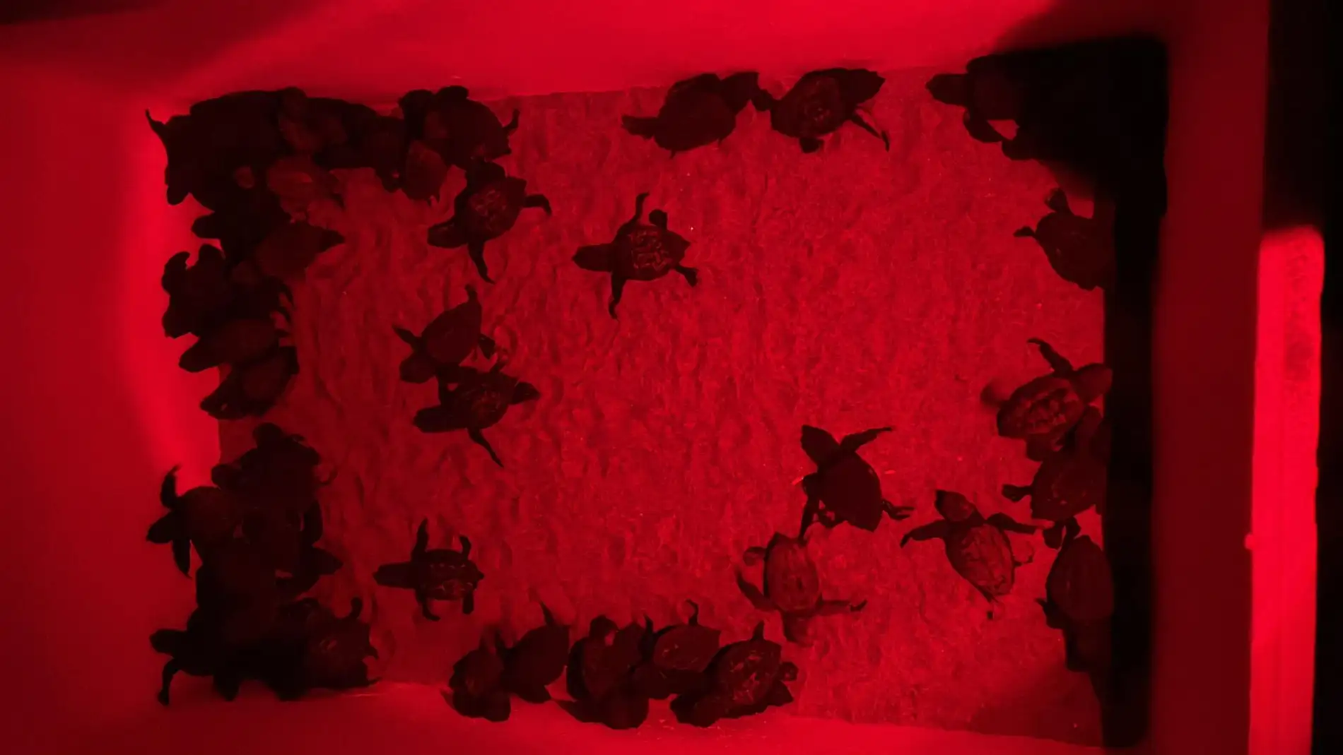 Nacen las primeras 62 tortugas marinas de la temporada en la Comunitat Valenciana 