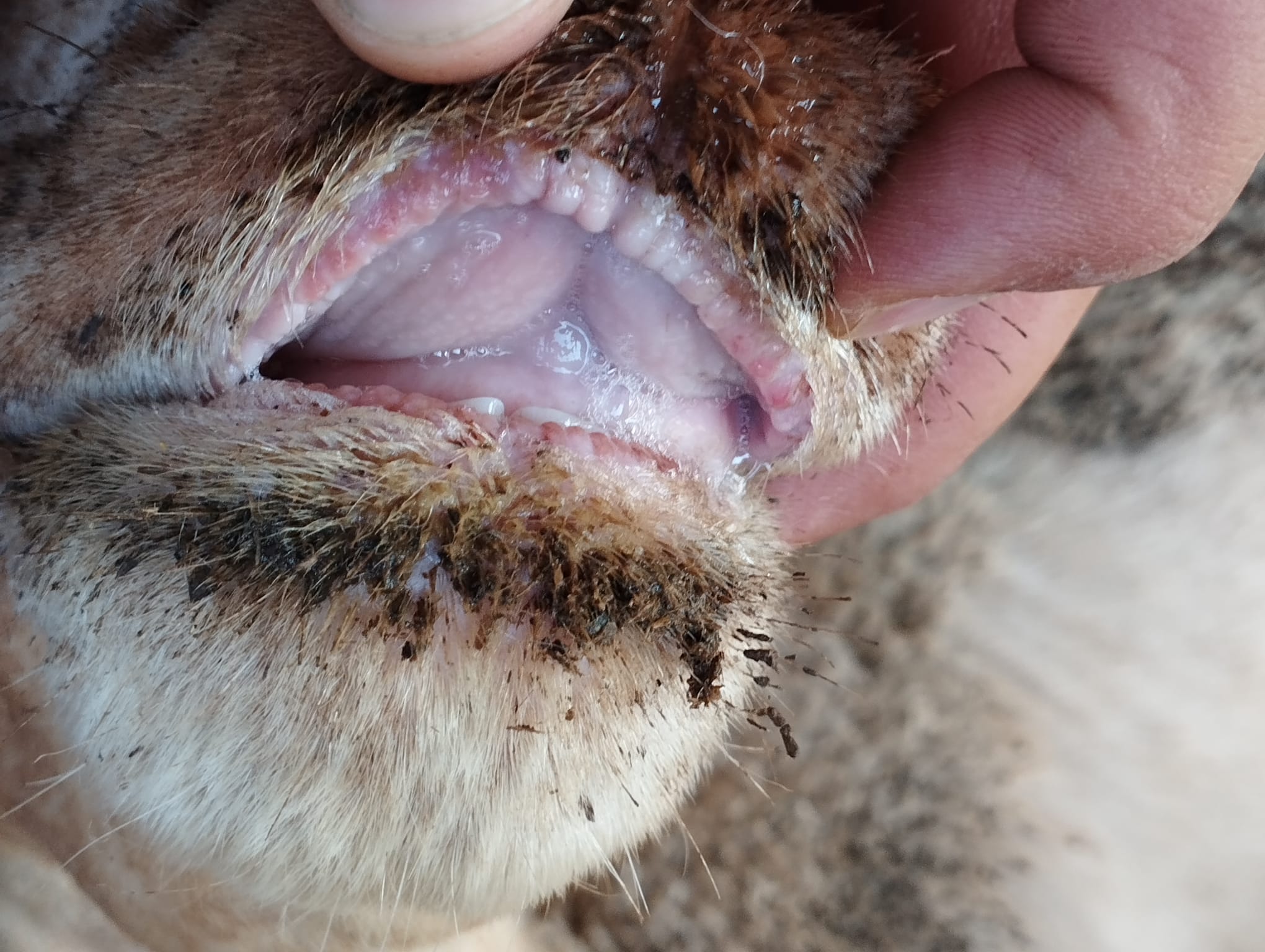 Se multiplican los casos de lengua azul en explotaciones ganaderas del sur de la provincia de Ciudad Real Se multiplican los casos de lengua azul en explotaciones ganaderas del sur de la provincia de Ciudad Real