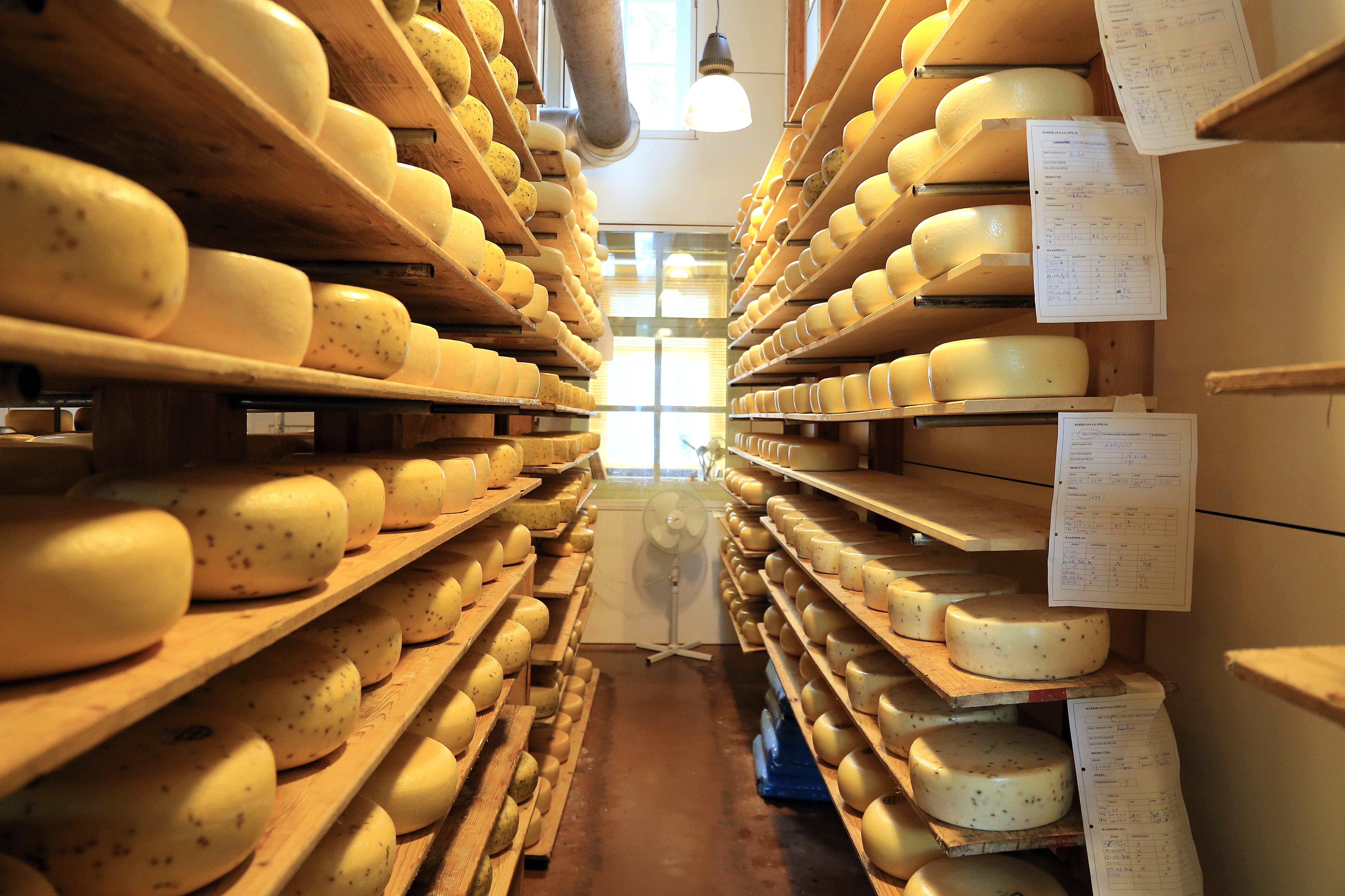 Muere un hombre en Italia tras caerle encima 15000 quesos de Grana Padano Muere un hombre en Italia tras caerle encima 15000 quesos de Grana Padano