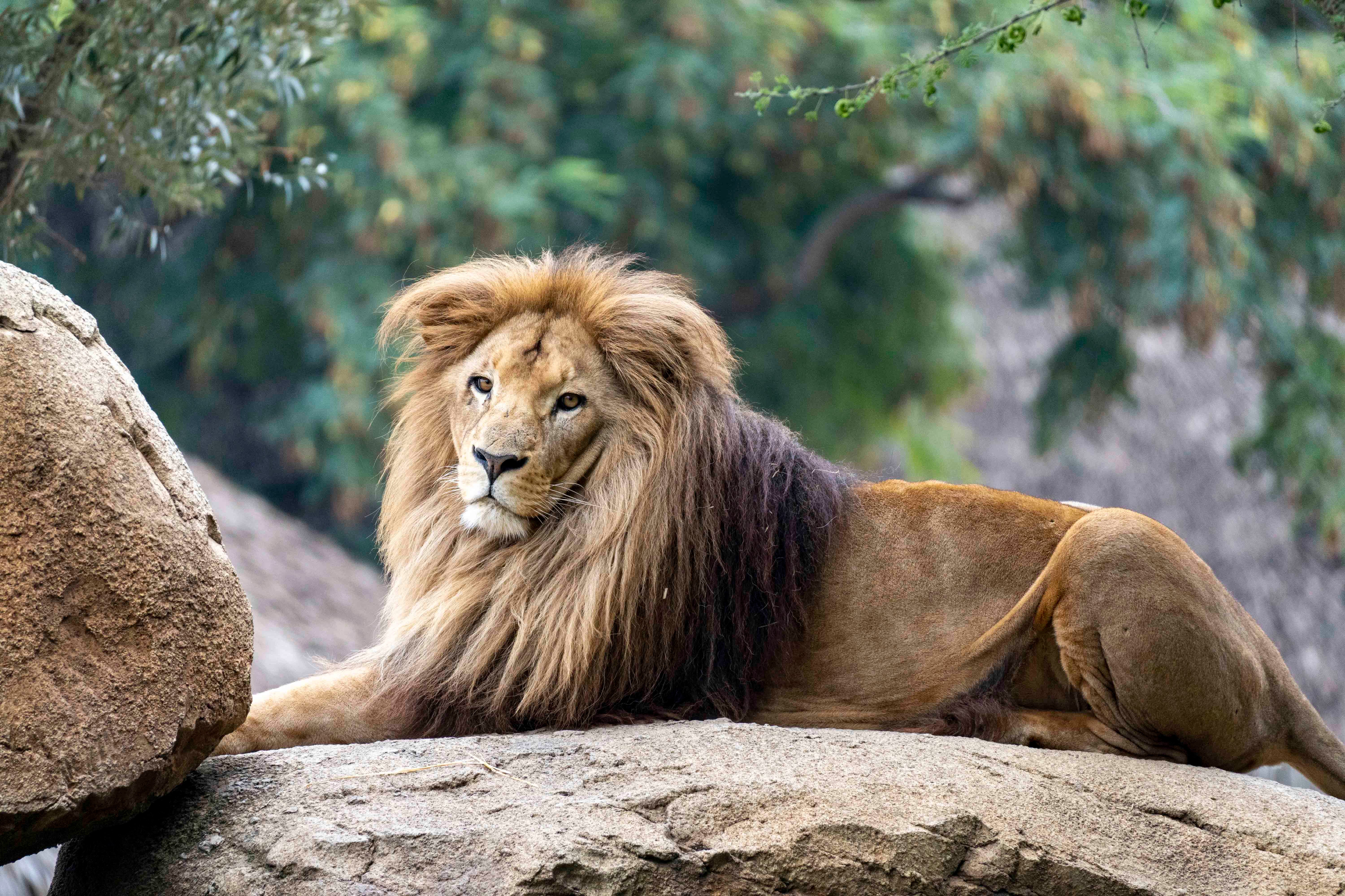 España, líder en caza de leones y desde BIOPARC Valencia se hace un llamamiento por su protección España, líder en caza de leones y desde BIOPARC Valencia se hace un llamamiento por su protección