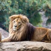 España, líder en caza de leones y desde BIOPARC Valencia se hace un llamamiento por su protección
