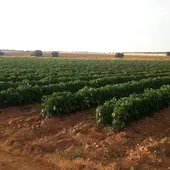 Plantación de pimiento cascudo Plantación de pimiento cascudo